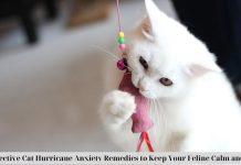 5 Effective Cat Hurricane Anxiety Remedies to Keep Your Feline Calm and Safe nhaf.tv