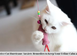 5 Effective Cat Hurricane Anxiety Remedies to Keep Your Feline Calm and Safe nhaf.tv