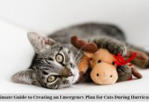 Ultimate Guide to Creating an Emergency Plan for Cats During Hurricanes nhaf.tv